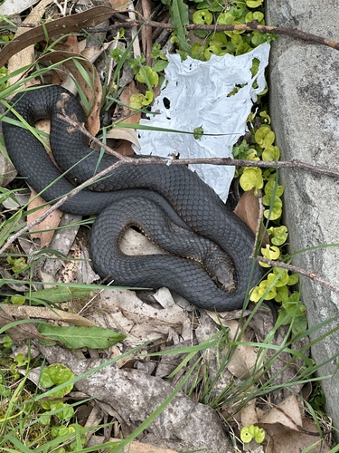 Lowlands Copperhead sighting