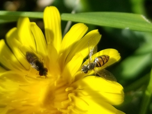 Unknown species found near Ringoes, NJ 08551, USA