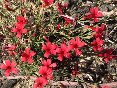 Ipomopsis tenuifolia