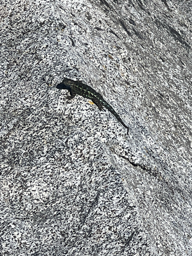 iNaturalist observation photo of Western Fence Lizard