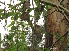 Gonolobus grandiflorus