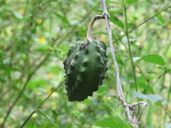 Gonolobus grandiflorus