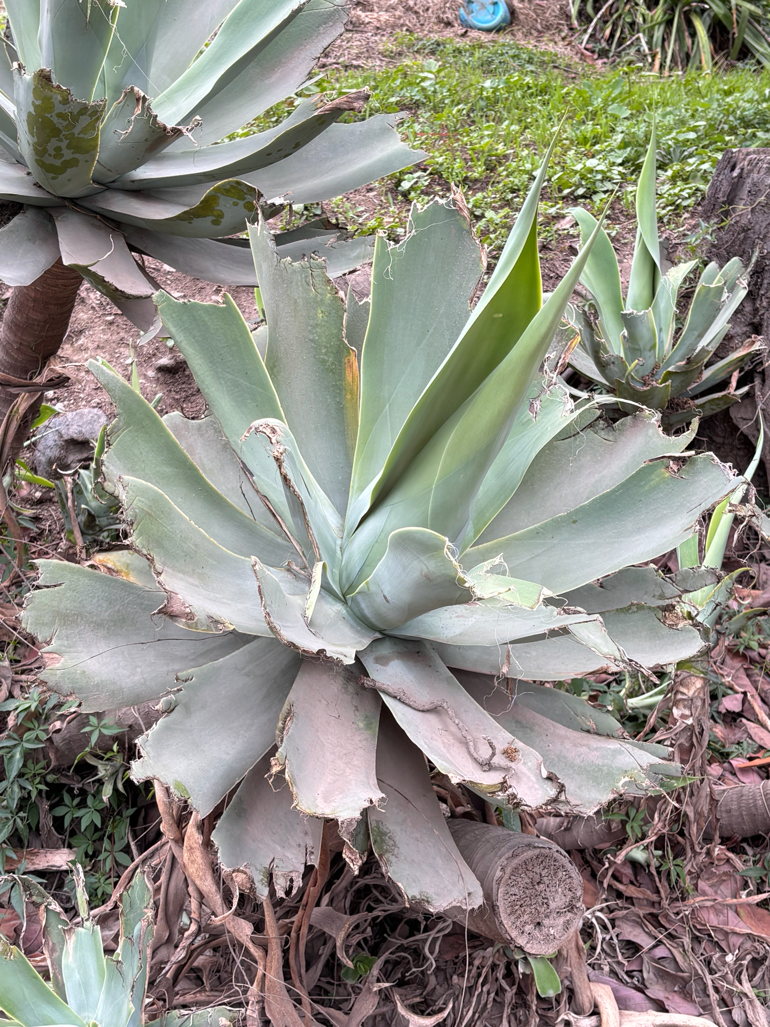 Imagem de Agave-dragão