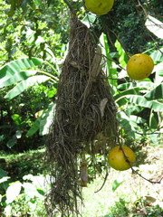 Tolmomyias sulphurescens