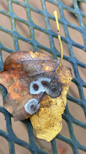 Unknown species found near Indian Hills Ct, Marietta, GA, US