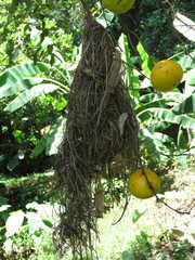 Tolmomyias sulphurescens