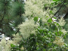 Iresine cassiniiformis