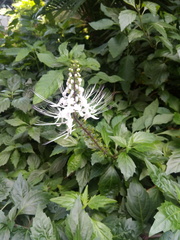 Orthosiphon aristatus