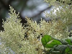 Iresine cassiniiformis