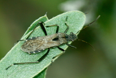 Alydus conspersus