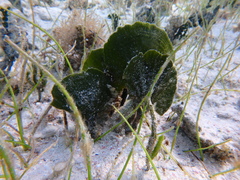 Udotea flabellum