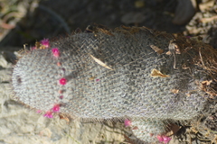 Mammillaria haageana haageana