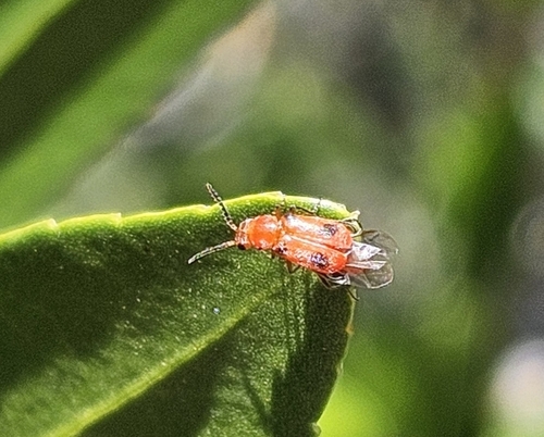 Attalus serraticornis