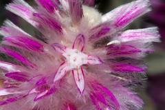 Ptilotus rotundifolius