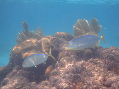 Caranx bartholomaei