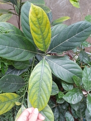 Artocarpus heterophyllus