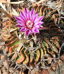 Echinofossulocactus crispatus