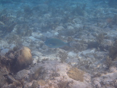 Sparisoma chrysopterum