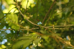 Chiroxiphia linearis