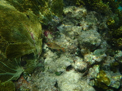 Neoniphon vexillarium