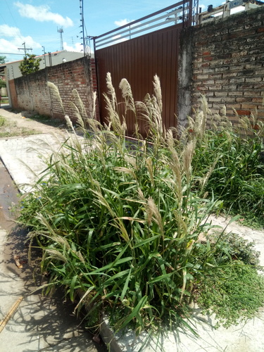 Digitaria insularis