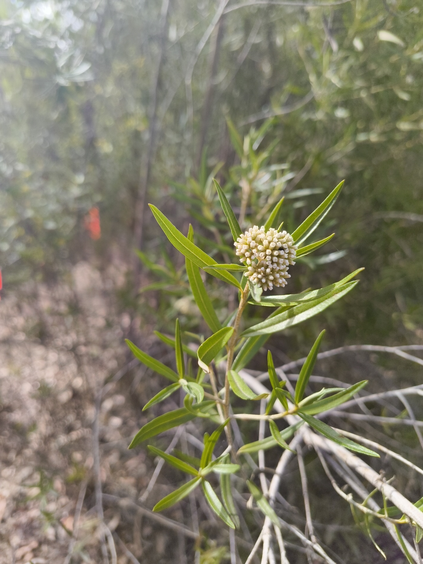 Spicy Everlasting (Ozothamnus argophyllus)