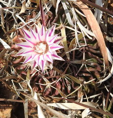 Echinofossulocactus crispatus