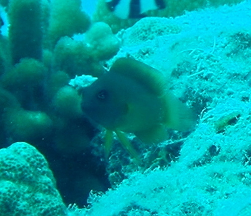 セダカニセメギス