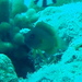 セダカニセメギス