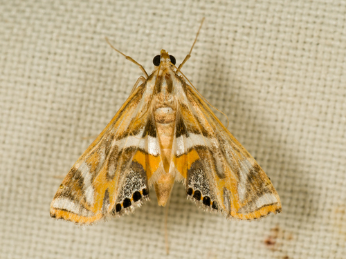 Margarosticha sphenotis Meyrick, 1887