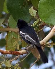 Melaniparus niger ravidus