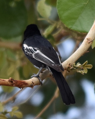 Melaniparus niger ravidus