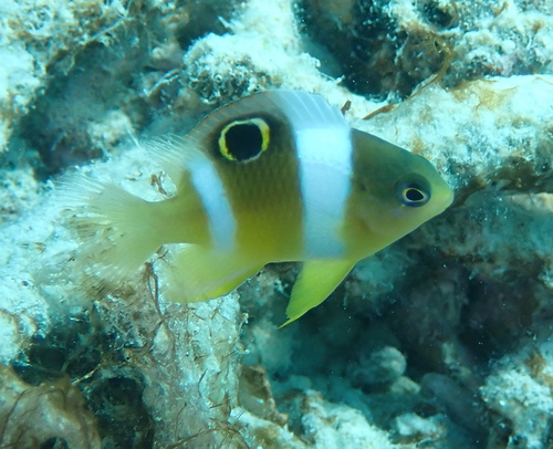 Whitespot gregory (Dischistodus pseudochrysopoecilus) — Pomacentridae — 4
