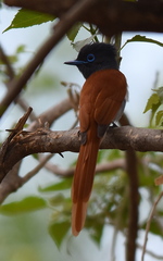 Terpsiphone viridis plumbeiceps