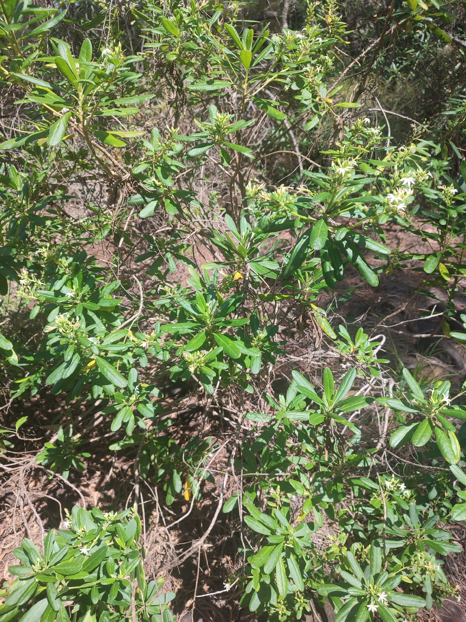 Scaevola montana