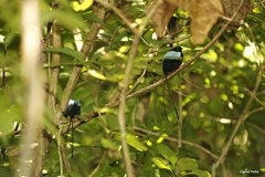 Chiroxiphia linearis