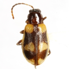 Acalymma peregrinum