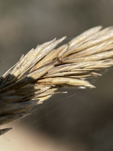 iNaturalist observation photo of giant wild rye