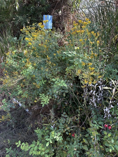iNaturalist observation photo of Coastal Goldenbush