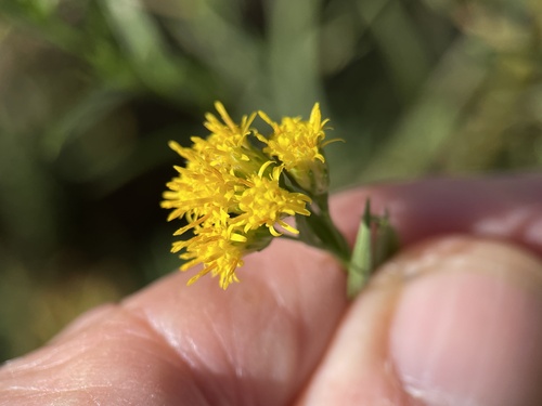 iNaturalist observation photo of western goldenrod