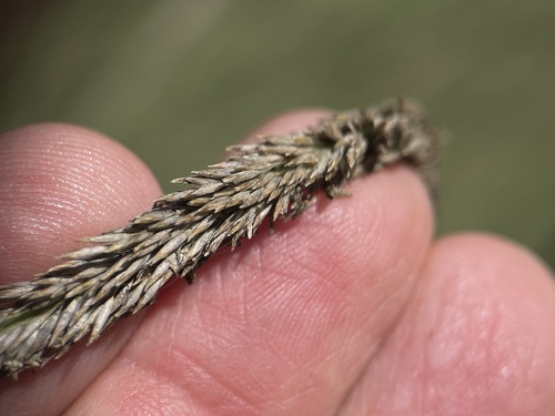 iNaturalist observation photo of deergrass