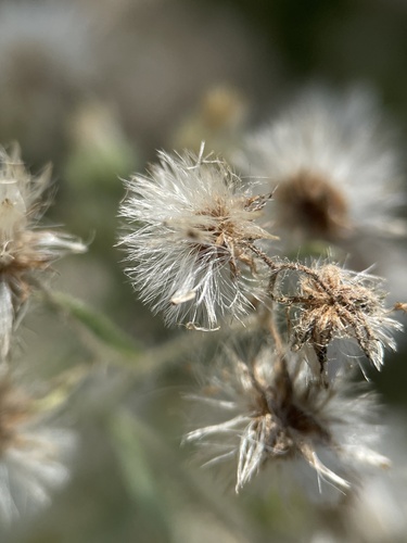 iNaturalist observation photo of Coulter's horseweed