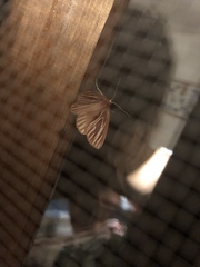 Sabulodes niveostriata