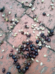 Rhamnidium elaeocarpum