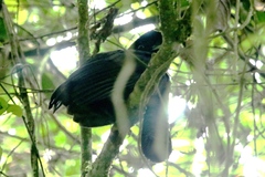 Cephalopterus penduliger