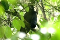 Cephalopterus penduliger