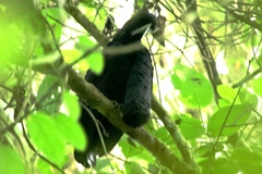 Cephalopterus penduliger