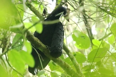 Cephalopterus penduliger