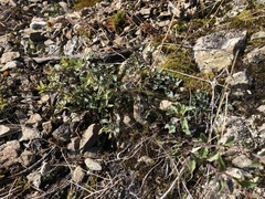 Scutellaria antirrhinoides