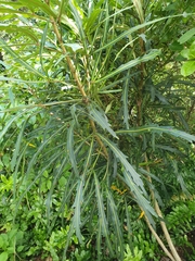Pseudopanax crassifolius